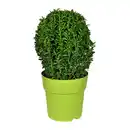 Bild 1 von GARDENLINE Euonymus im Kulturtopf