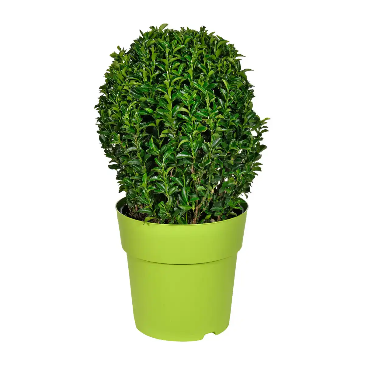 Bild 1 von GARDENLINE Euonymus im Kulturtopf