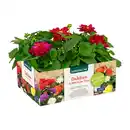 Bild 3 von GARDENLINE Beet- / Balkon- / Kübelpflanzen