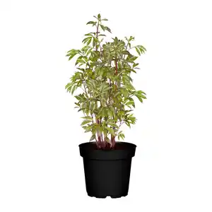 GARDENLINE Pfingstrose