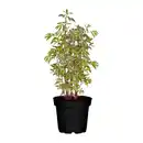 Bild 1 von GARDENLINE Pfingstrose