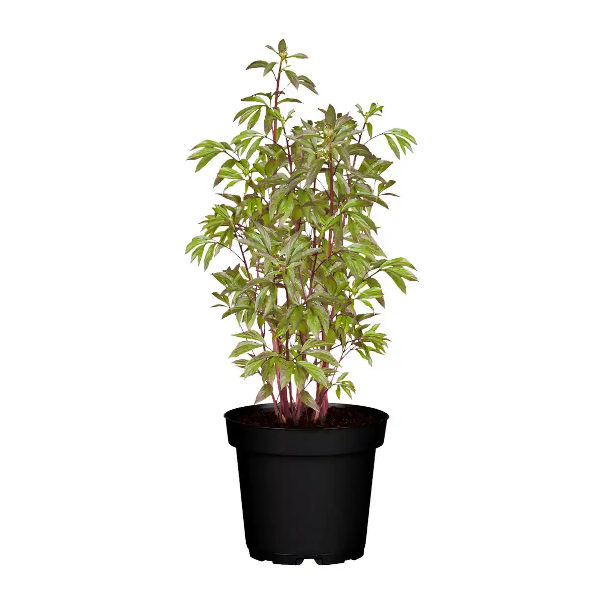 Bild 1 von GARDENLINE Pfingstrose