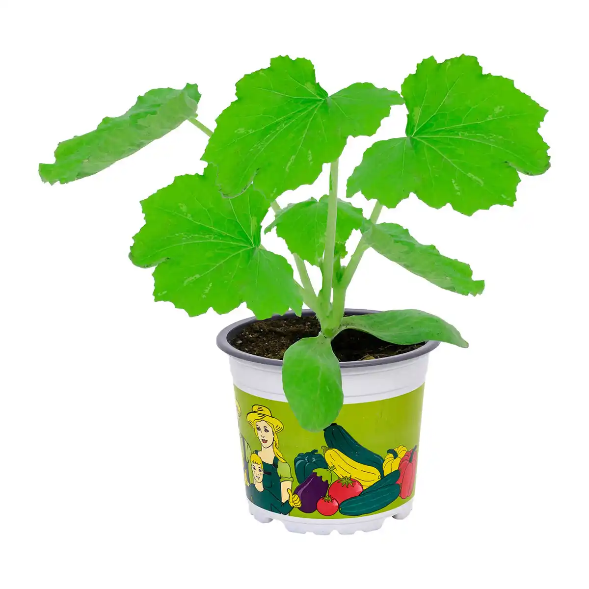 Bild 2 von GARDENLINE Gemüsepflanze
