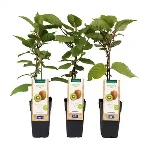 GARDENLINE Spalierobst