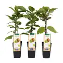 Bild 1 von GARDENLINE Spalierobst
