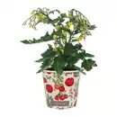 Bild 2 von GARDENLINE Obst im Becher
