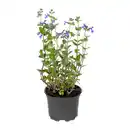 Bild 2 von GARDENLINE Staude / Sommerblume