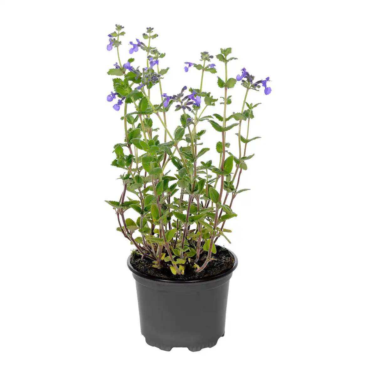 Bild 2 von GARDENLINE Staude / Sommerblume