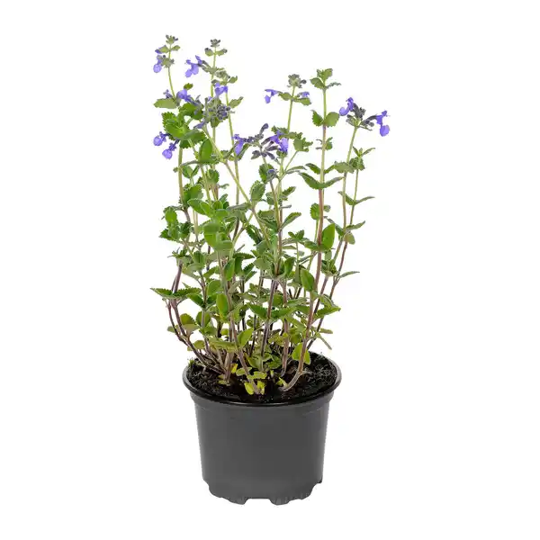 Bild 2 von GARDENLINE Staude / Sommerblume