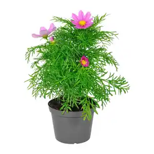 GARDENLINE Staude / Sommerblume