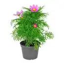 Bild 1 von GARDENLINE Staude / Sommerblume