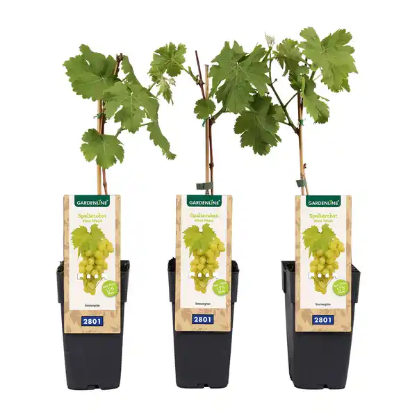 Bild 3 von GARDENLINE Spalierobst