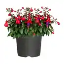 Bild 3 von GARDENLINE Große Geranie / Fuchsie