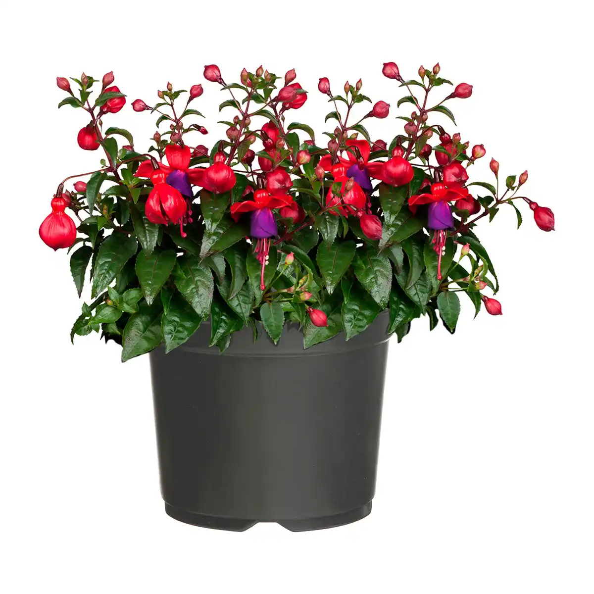 Bild 3 von GARDENLINE Große Geranie / Fuchsie