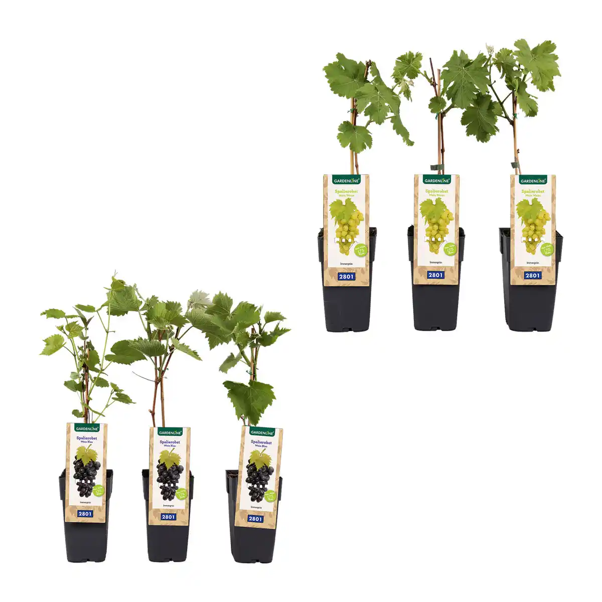 Bild 4 von GARDENLINE Spalierobst