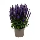 Bild 3 von GARDENLINE Staude / Sommerblume
