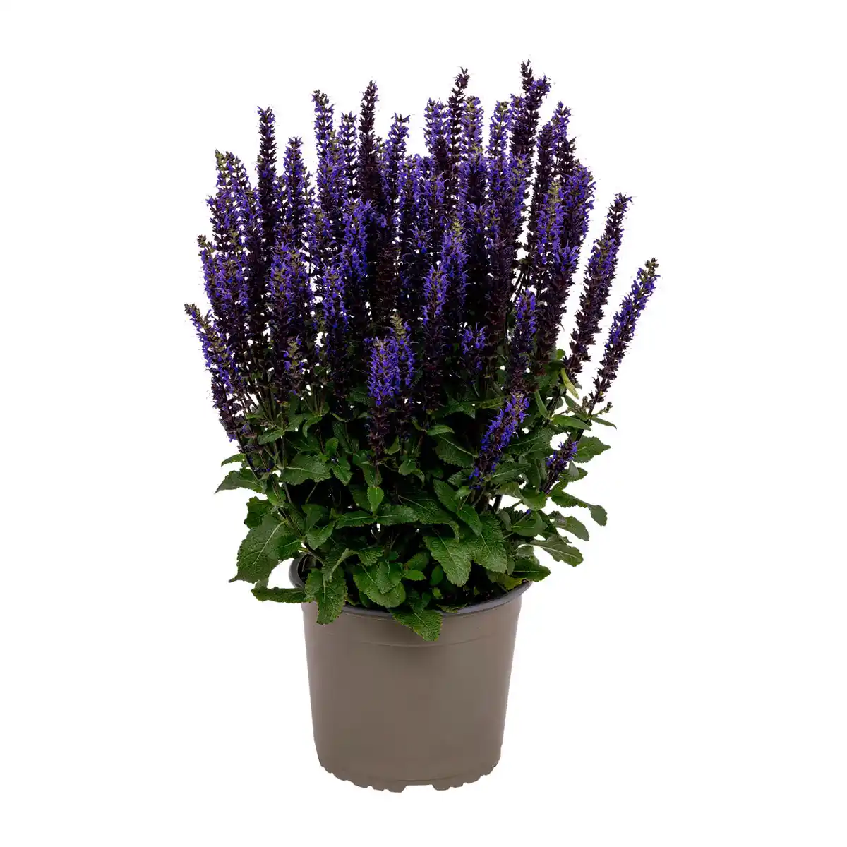 Bild 3 von GARDENLINE Staude / Sommerblume