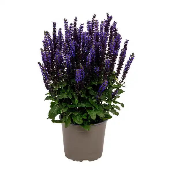 Bild 3 von GARDENLINE Staude / Sommerblume