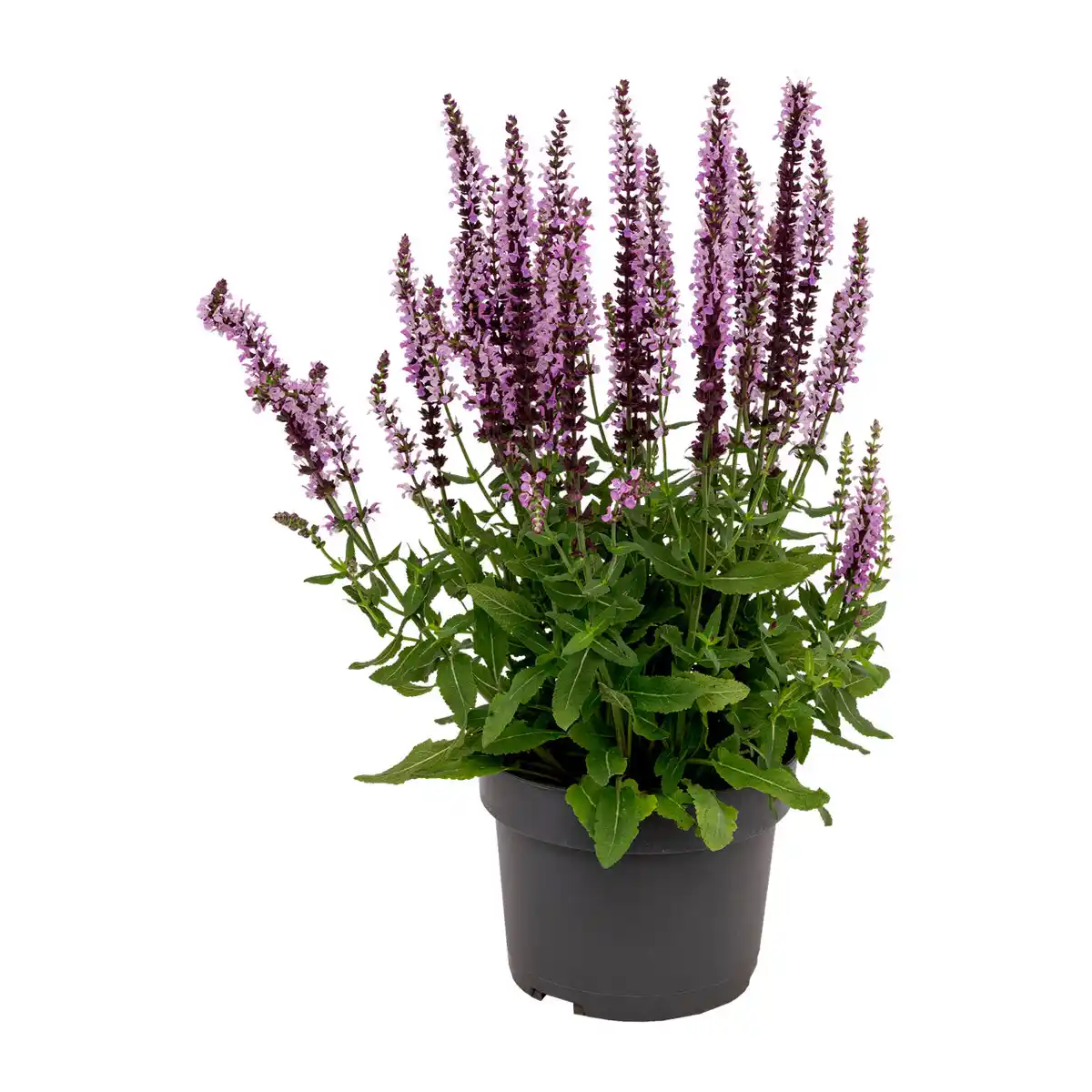 Bild 4 von GARDENLINE Staude / Sommerblume