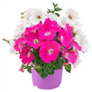 GARDENLINE Petunie Duo