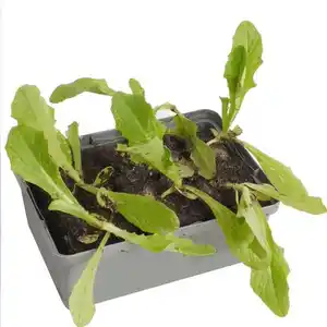 Bio Salat- und Gemüsesetzlinge Romana Salat Lactuca sativa var. Romana 6er Schale
