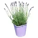 Bild 1 von GARDENLINE Lavendel Essence