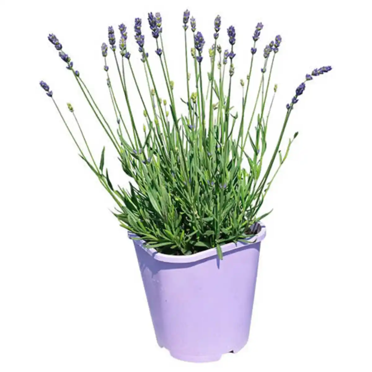 Bild 1 von GARDENLINE Lavendel Essence