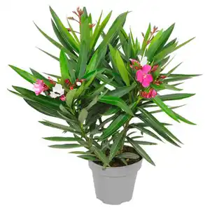 GARDENLINE Oleander Duo T20 rot weiß