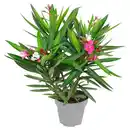 Bild 1 von GARDENLINE Oleander Duo T20 rot weiß