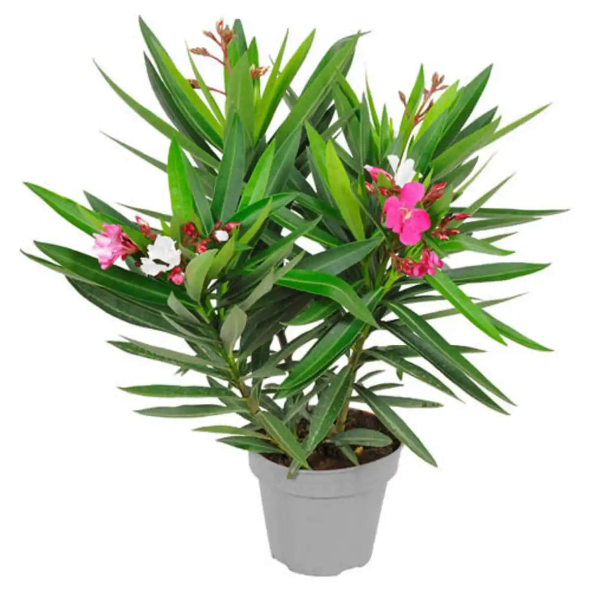 Bild 1 von GARDENLINE Oleander Duo T20 rot weiß