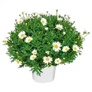 GARDENLINE Margeritenbusch weiß