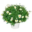 Bild 1 von GARDENLINE Margeritenbusch weiß