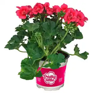 GARDENLINE Geranien