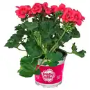 Bild 1 von GARDENLINE Geranien