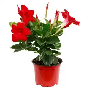GARDENLINE Dipladenia Busch 10,5 cm, Rot