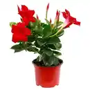 Bild 1 von GARDENLINE Dipladenia Busch 10,5 cm, Rot