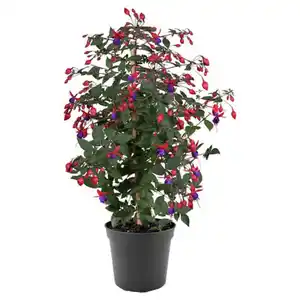 GARDENLINE Fuchsien Stämmchen "Bella" Elma