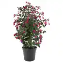 Bild 1 von GARDENLINE Fuchsien Stämmchen "Bella" Elma