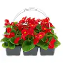 Bild 1 von Eisbegonien "Semperflorens"
