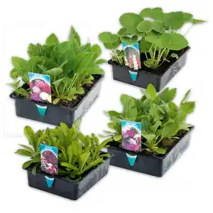 Sommer-Jungpflanzen