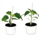 Bild 1 von Finest Garden Veredeltes Südgemüse