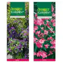 Bild 1 von Finest Garden Sommerliche Blühpflanzen