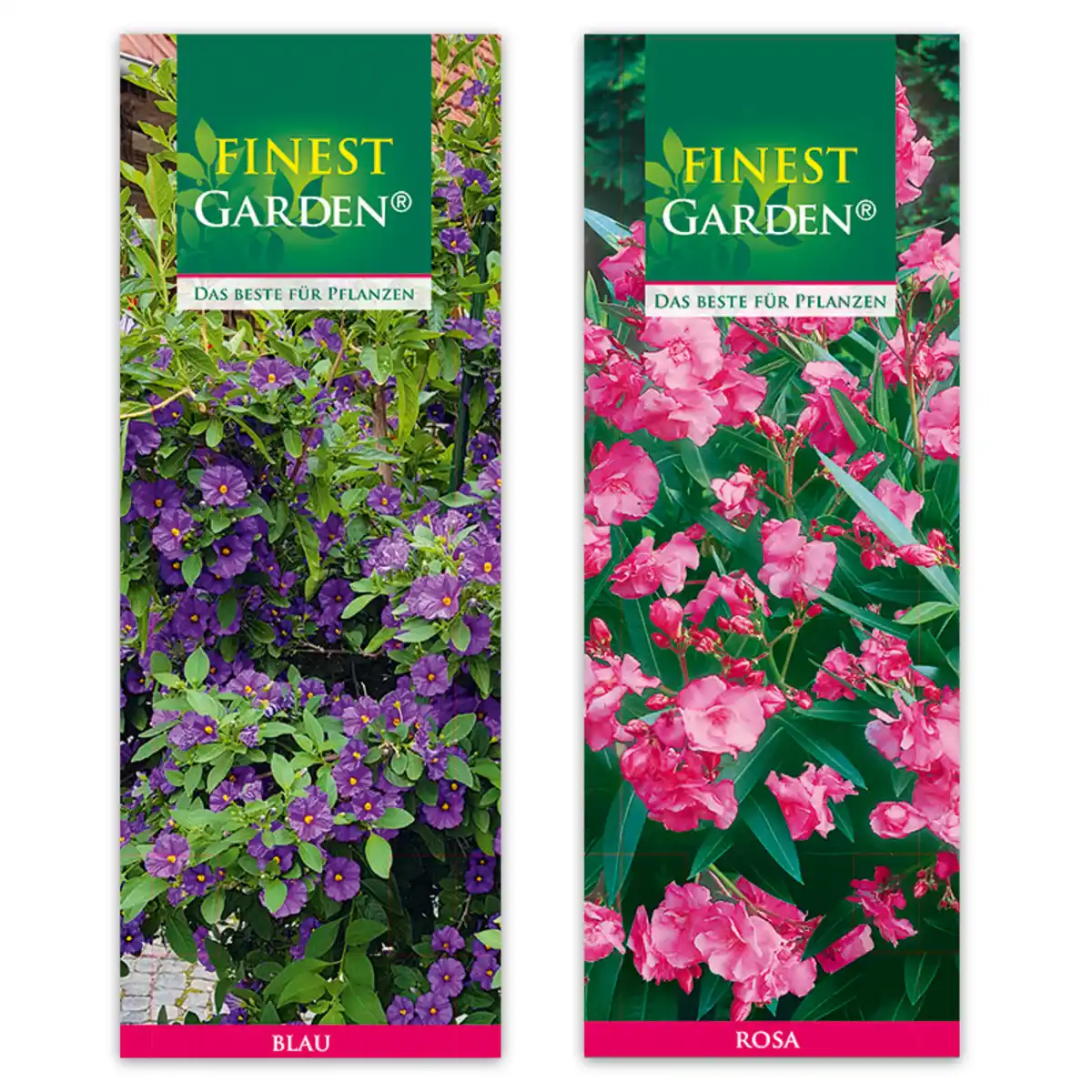 Bild 1 von Finest Garden Sommerliche Blühpflanzen