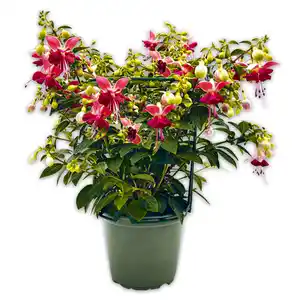 Großblütige Fuchsien XXL