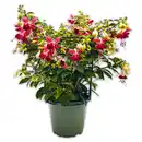 Bild 1 von Großblütige Fuchsien XXL
