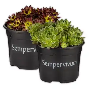 Sempervivum "Hauswurz"