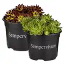 Bild 1 von Sempervivum "Hauswurz"