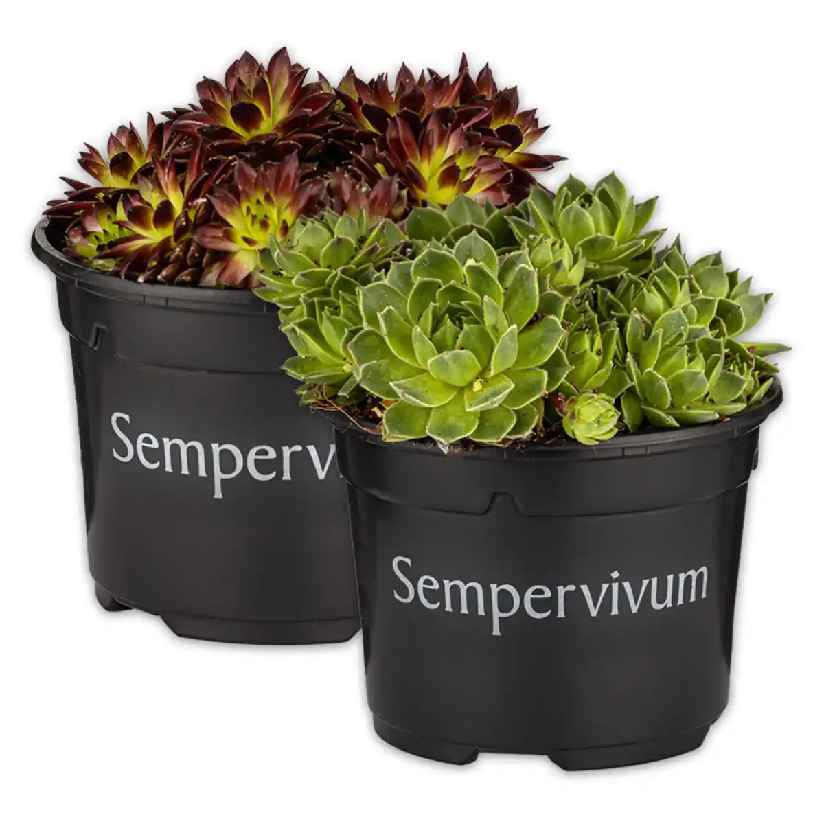 Bild 1 von Sempervivum "Hauswurz"
