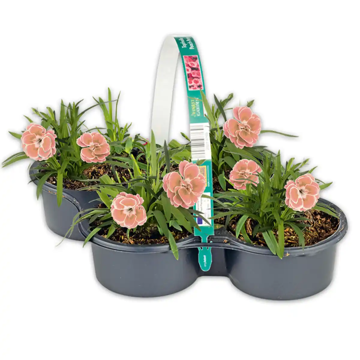 Bild 1 von Finest Garden Topfnelke
