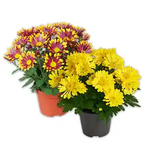 Spinnen Chrysantheme